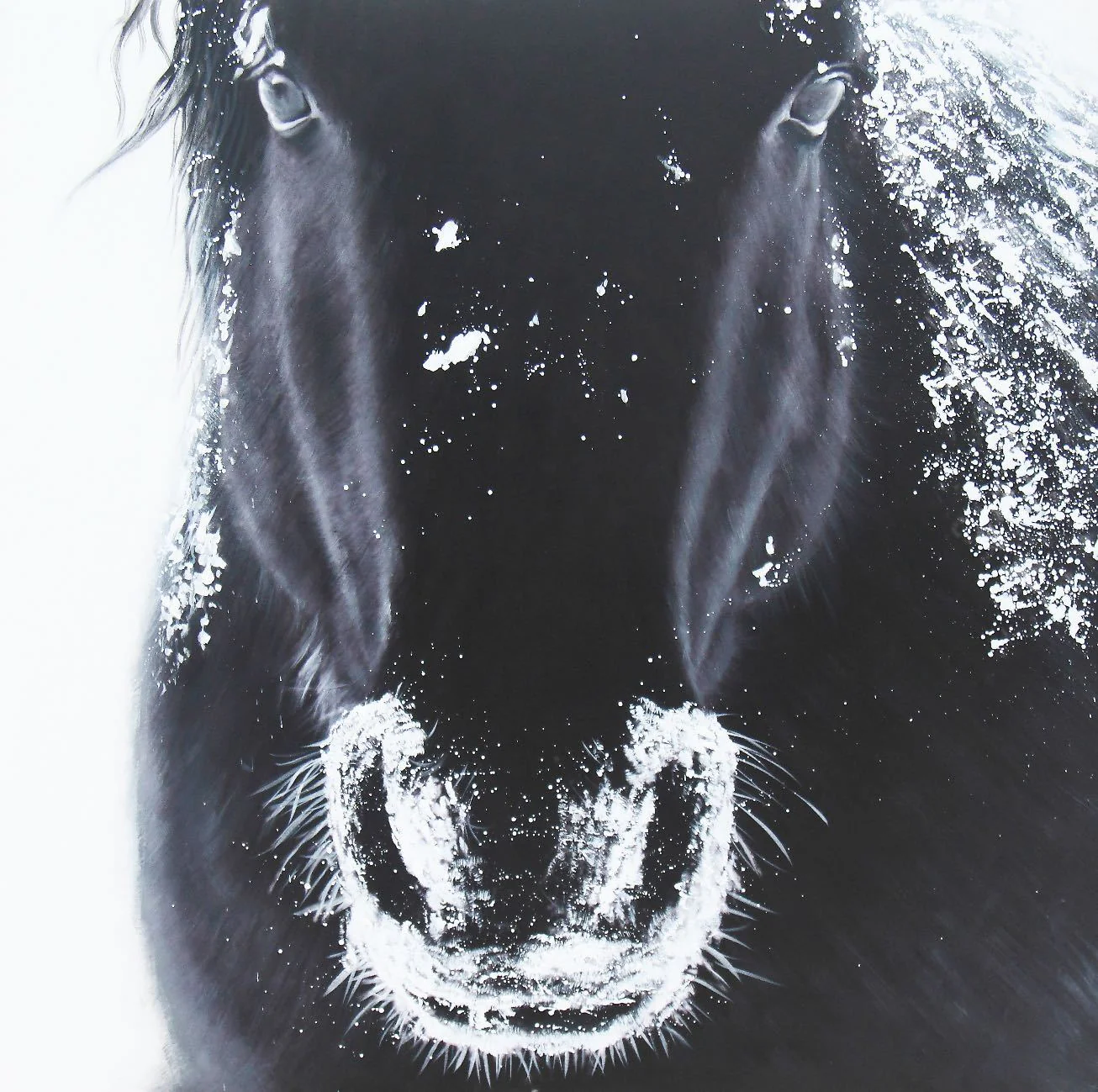 A Horse's Grandeur - Image 3
